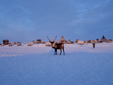 A reindeer in Siberia