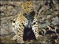 अमूर तेंदुआ