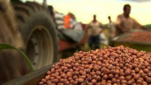 مزرعه تولید سویا