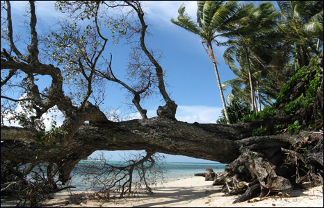Shade tree used to stand in the middle of Yolasa