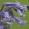 Hyacinthoides non scripta