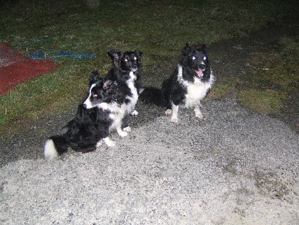 Mac & Collie Cousins.