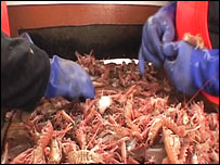 Prawns