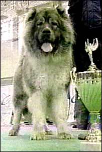 Кавказька вівчарка