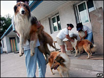 Abrigo para cães na China