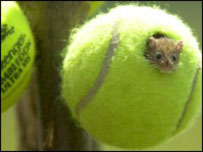 Mouse in a tennis ball