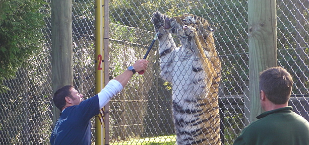 Steve Backshall feeding a tiger