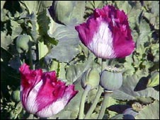 پوست کی فصل