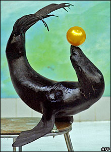 Hải cẩu ở Dubai