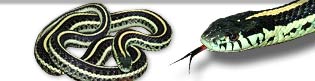 Garter snakes