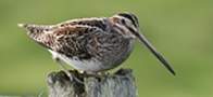 Snipe, copyright owned by RSPB.