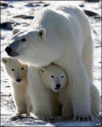 Ursos polares