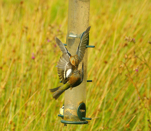 chaffinches feeding sideways