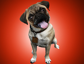 Play Sniffy the drug pug