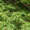 Acer palmatum