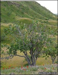 پسته زار بادغیس