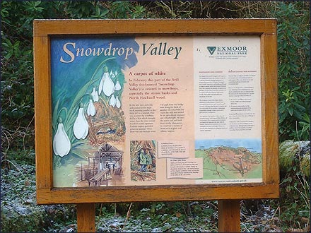Snowdrop Valley