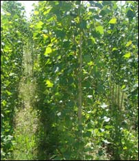  دنيالګيوپلورل