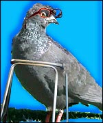 Guinness Book of Records, Wiltshire