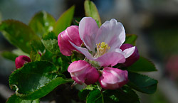 Apple Blossom