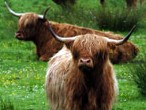 Highland cattle
