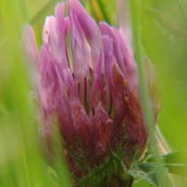 Trifolium pratense