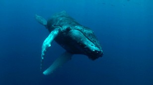 Humpback calf by Jim Kelnhofer