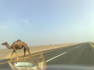 Camel on Motorway