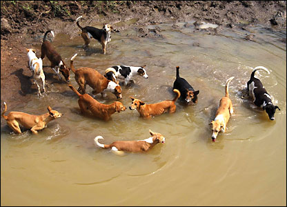 Dogs cool off in water