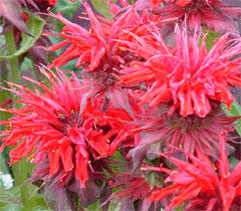 Bergamot (Monarda didyma)