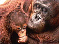 Orangotando (foto: Ian Redmond)