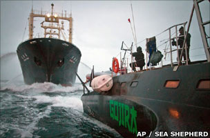 Clash between whaling ship and opponent