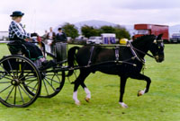 Ceffyl a chert yn Sioe Gogledd Cymru 2003.