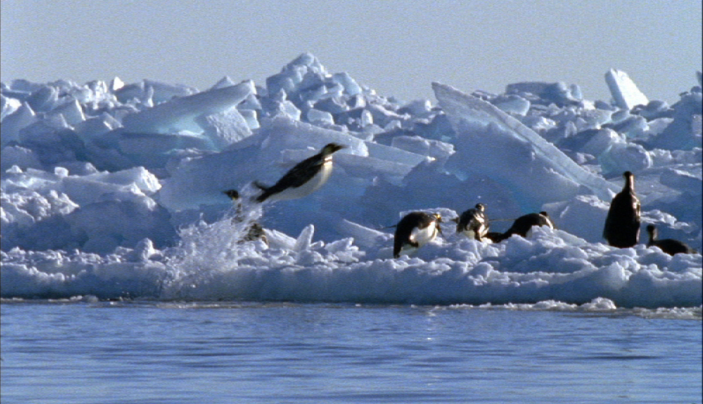 Leaping Emperor penguin (Image: Blue Planet, BBC)