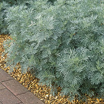 Artemisia 'Powis Castle'