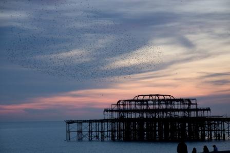 starlings7.JPG