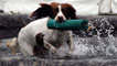 Day 1 - Spaniel retrieving from water.