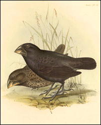 达尔文在加拉帕戈斯群岛时描绘的雀科鸣禽