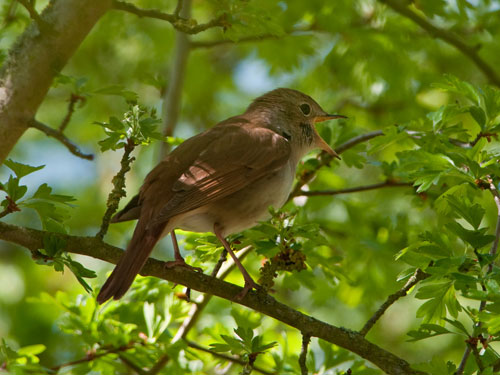 Nightingale singing © Kevin Loader from the BBC Springwatch Flickr group