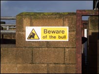 Beware of the bull