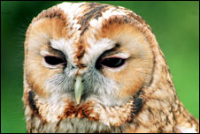 Tawny owl
