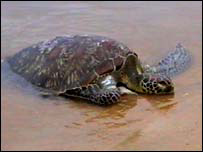 کچھووں کی واپسی