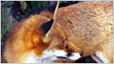 Fox c/o RSPB images Robert Glendell