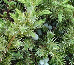 Juniperus conferta