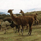 Andian Llamas near Cusco, Peru