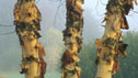 Betula nigra 'Heritage'