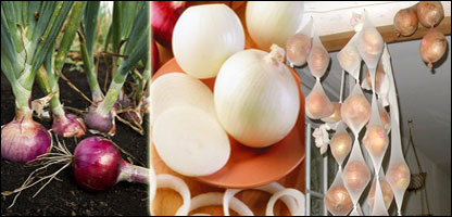 نگهداری پياز