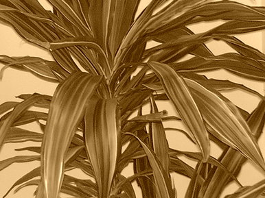 Plant through sepia eyes