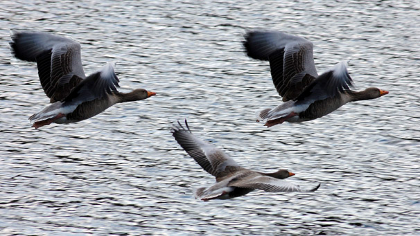 Three geese racing at Beecraigs Country Park, Linlithgow taken by William Reynolds from Airdrie.