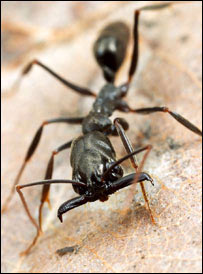 Formiga Odontomachus bauri / Foto PNAS